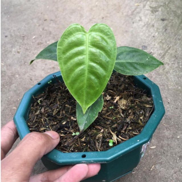 anthurium veitchii king kecil