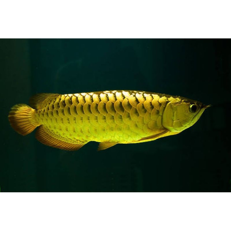 Ikan arwana golden 15 cm