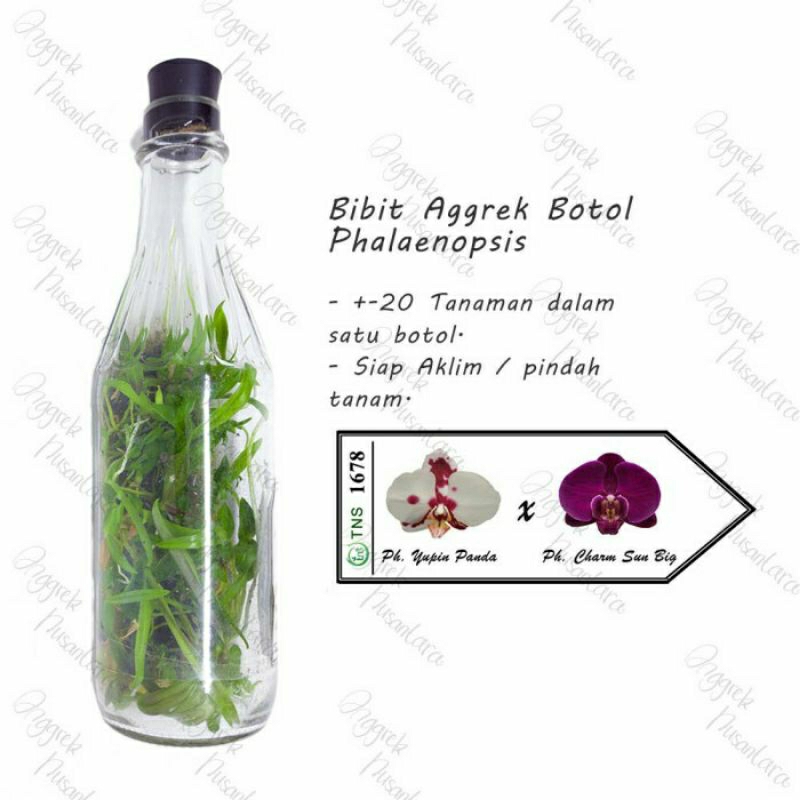 BIBIT ANGGREK BULAN BOTOL . anggrek bulan botolan