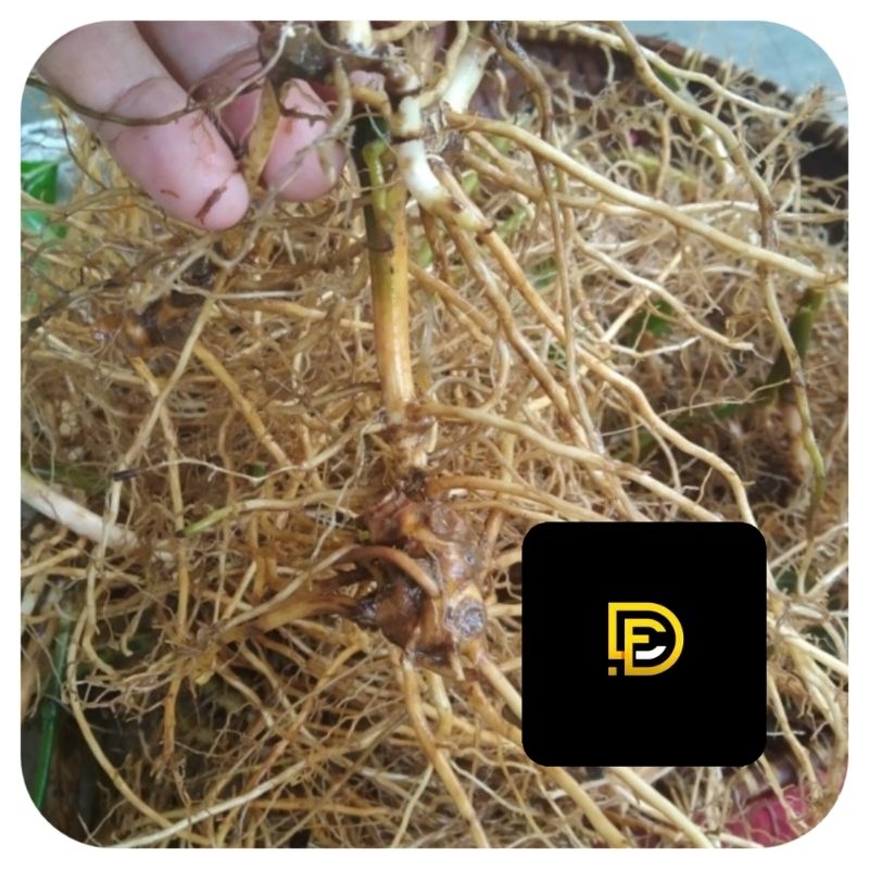 

Akar karas tulang / akar daun karas tulang segar-az