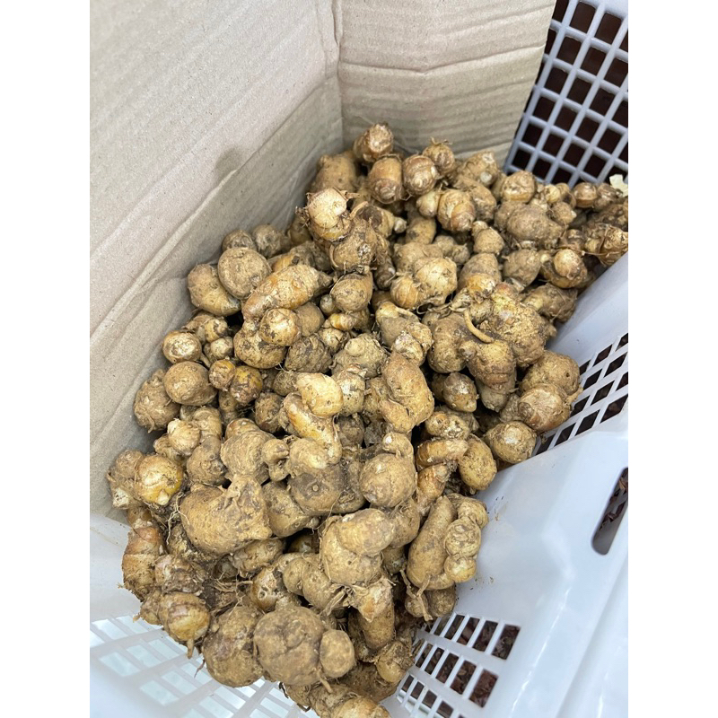

kencur kemasan 100gr