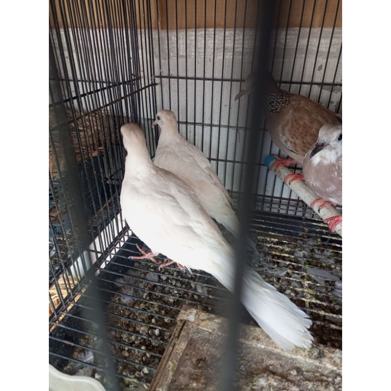 tekukur putih dilute