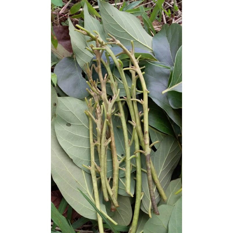 entres alpukat red vietnam