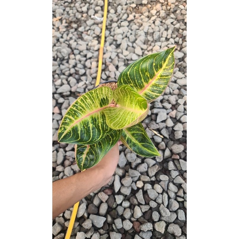 aglaonema Moonlight lokal