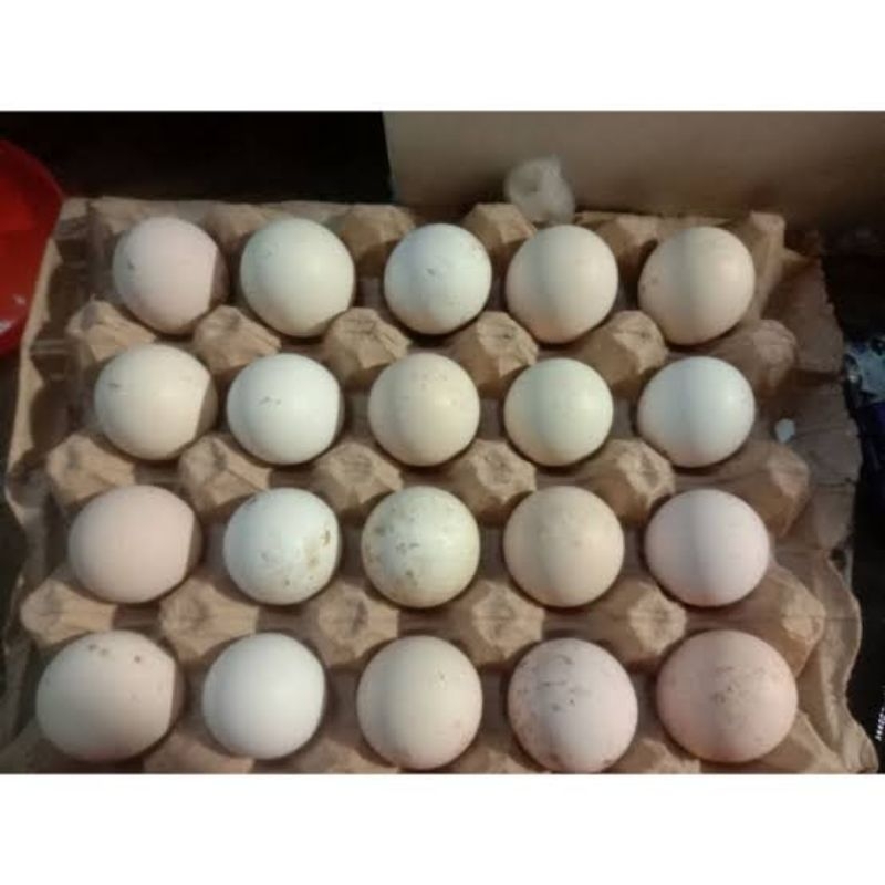TELUR FERTIL AYAM PERSILANGAN  BARREDROCK X MERAWANG