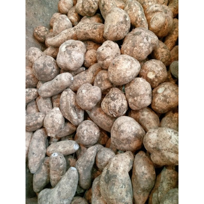 

ubi putih mentah fresh lasung dari pasar lembang 1kg sekilo
