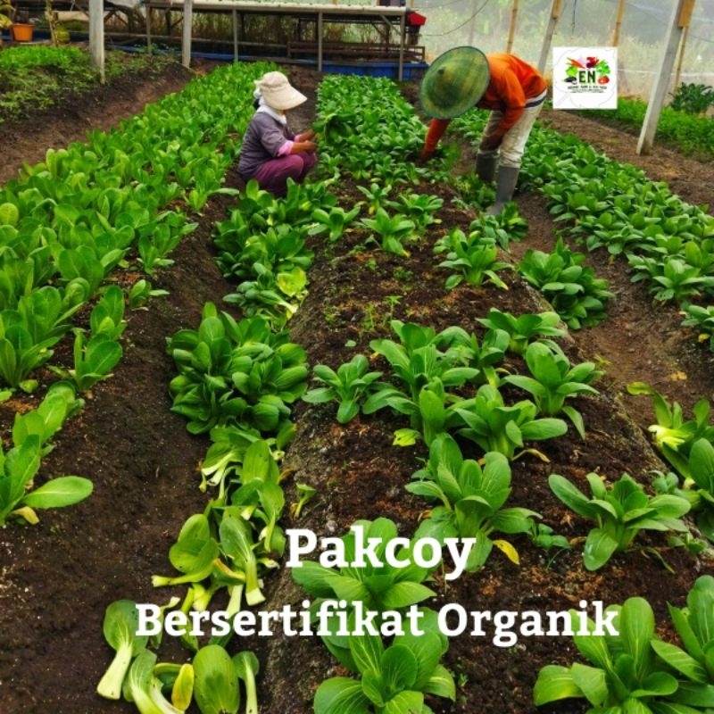 

1pc Sayur Pakcoy 100% Sertifikat Vegetable Murah Sehat Healthy Life Grosir Supermarket
