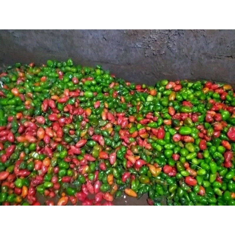 

Cabai Gendot 100 gr