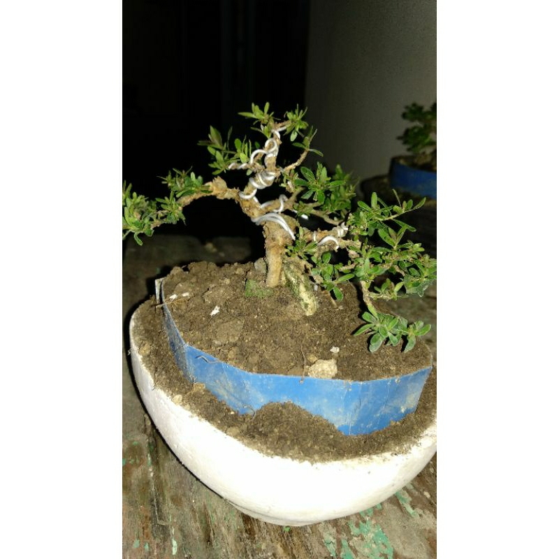 bonsai suweng