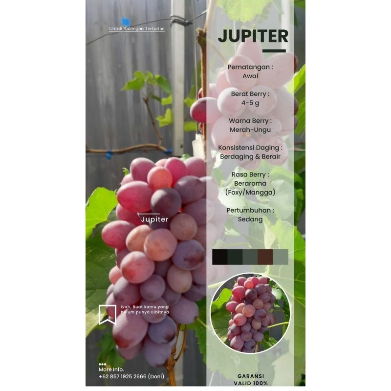 BIBIT ANGGUR IMPORT JUPITER