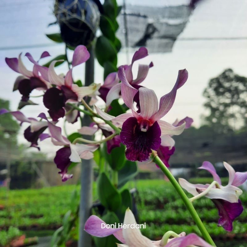 DENDROBIUM INARAYA BLUE, ANGGREK DENDROBIUM INDONESIA RAYA BLUE