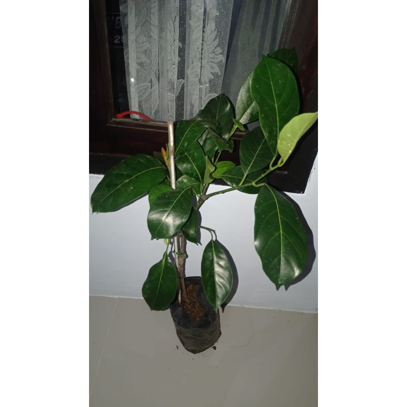 bibit cempedak