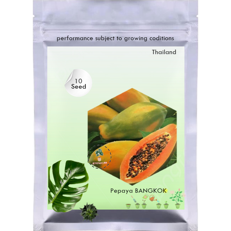 Biji Benih Pepaya BANGKOK Thailand