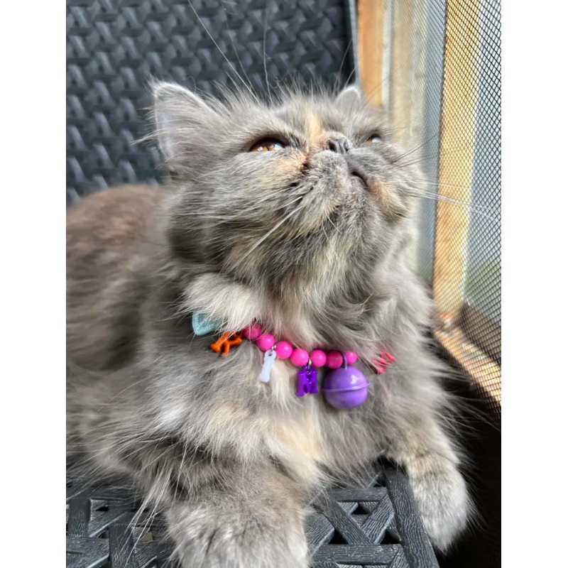 Kalung Kucing Custom Nama Kalung Kucing Lucu Aesthetic Kalung Kucing Mutiara