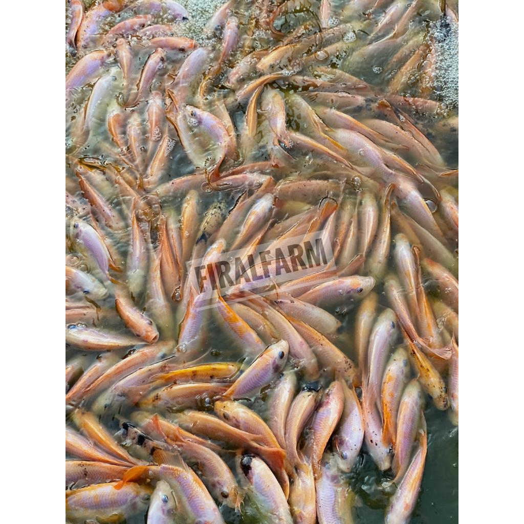 

Ikan Nila Merah Segar 1kg