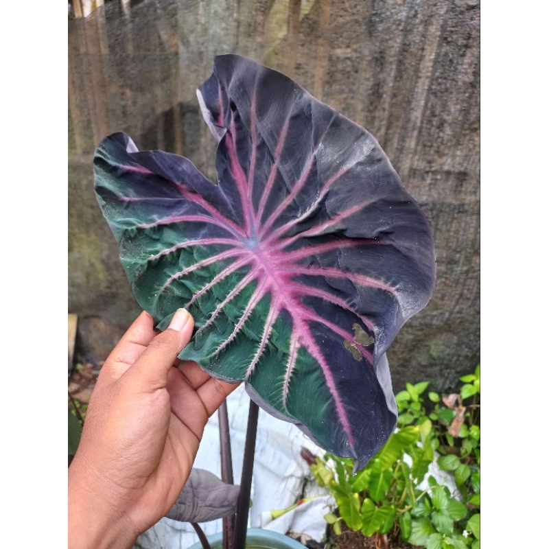 Colocasia hybrid