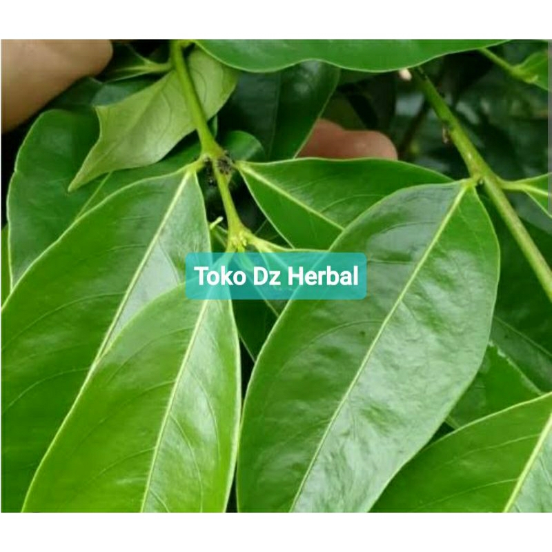 

Daun mahkotadewa mahkota dewa segar petik langsung-az