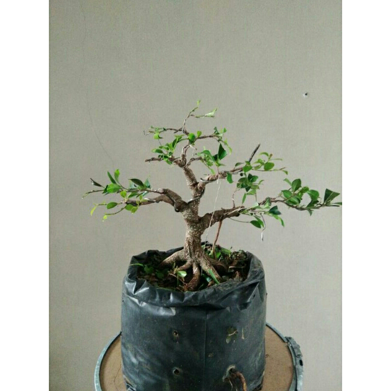 bahan bonsai  beringin kimeng murah siap pajang