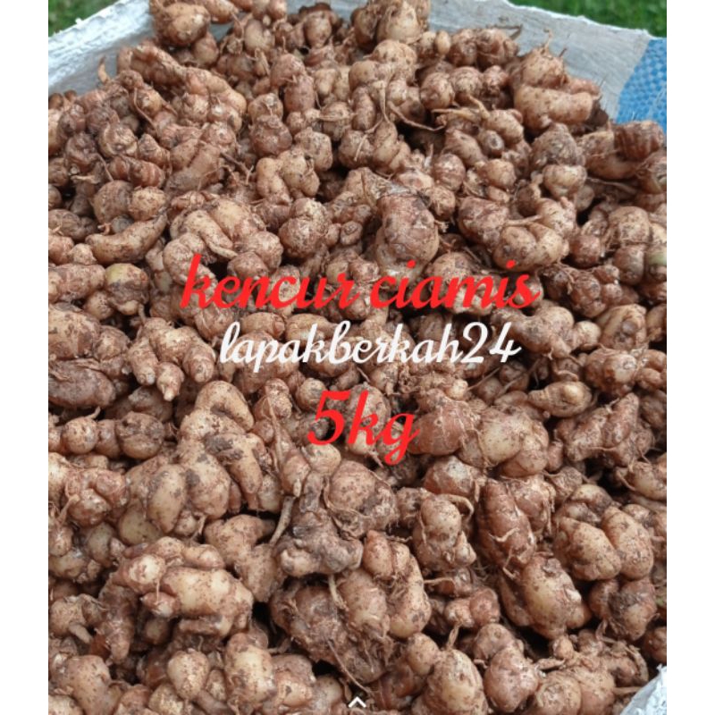 

aina ( 5kg ) Kencur/Cikur Asli Ciamis Wangi Enak Cocok untuk Semua Bumbu Maknan Terutama Seblak