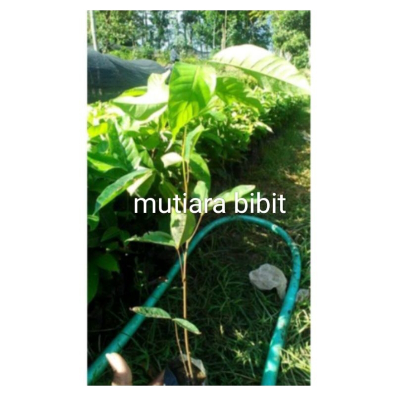 Bibit rambutan sedling unggul