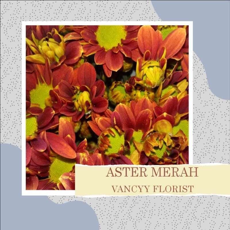 Bunga Aster Merah Fresh / Bunga Potong Aster / Bunga Fresh Potong / Bunga Aster Vancyy Florist / Bun