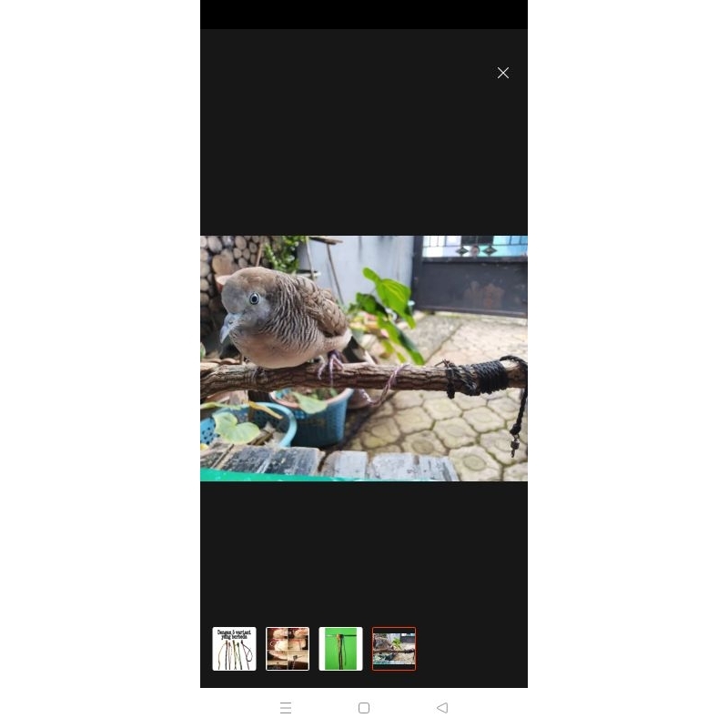 tali penjinak burung