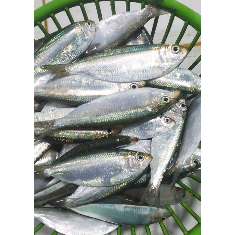 ikan tembang