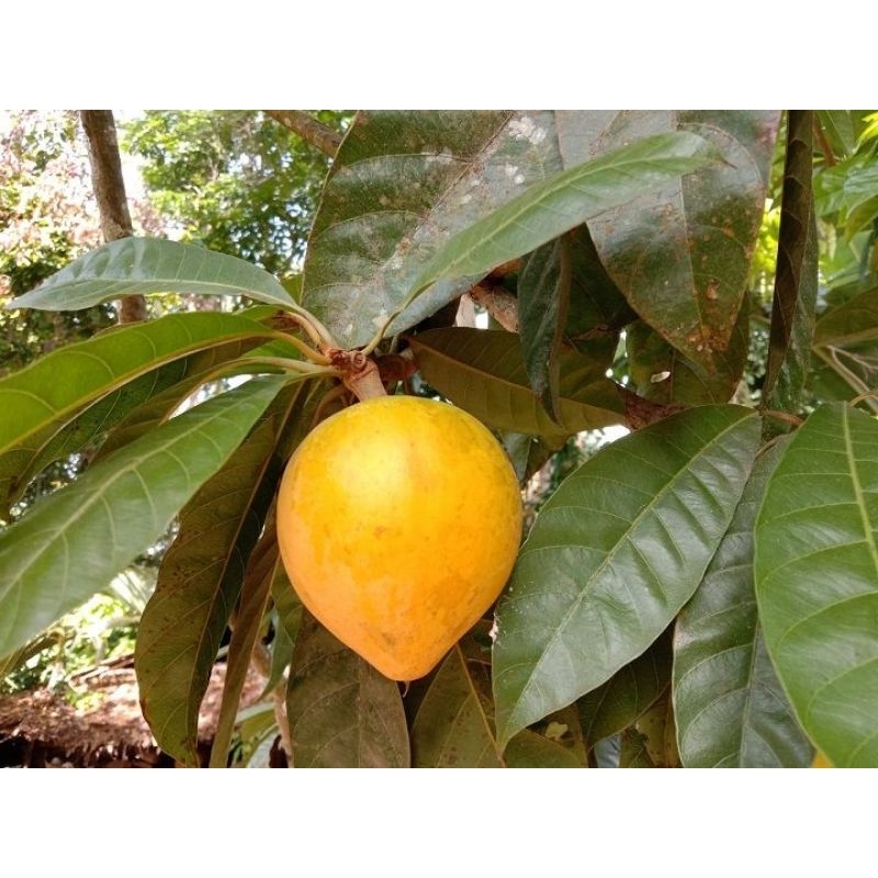 

BUAH MUNDU/BUAH ALKESAH(APEL JAWA)