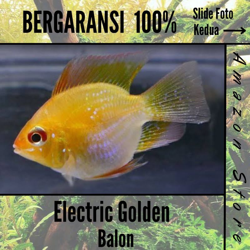 Ikan Ramirezi Golden Balon / Electric Gold Rams