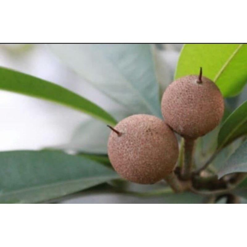 

Buah sawo muda segar 100 gram obat herbal di ambil dadakan