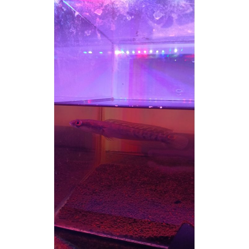 Yellow Sentarum Bahanan