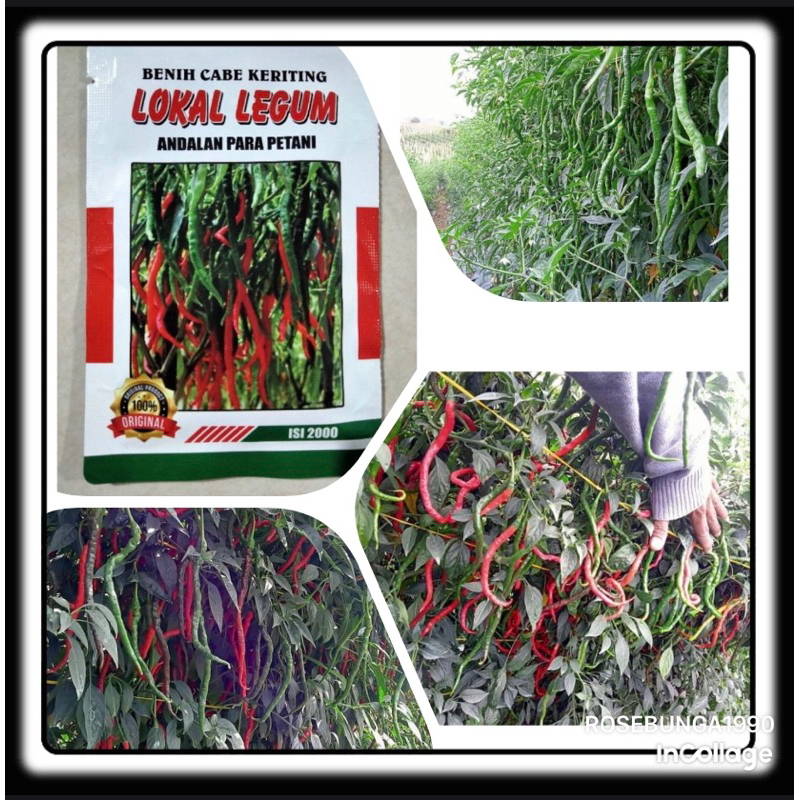 REPACK ISI 20 BIJI - Benih Cabe Benih Cabe Merah Keriting Tinggi 2 meter LOKAL LEGUM