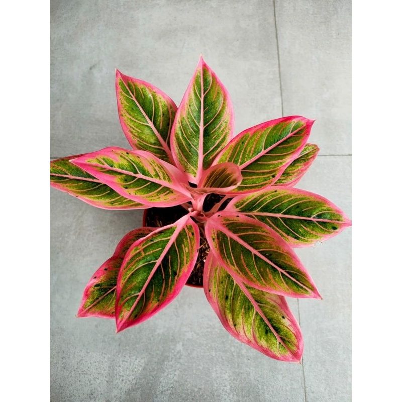 aglonema lotus delight