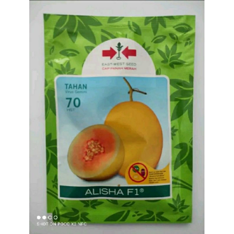 BENIH BIBIT MELON ALISHA isi 400 BUTIR BENIH BERKUALITAS TINGGI
