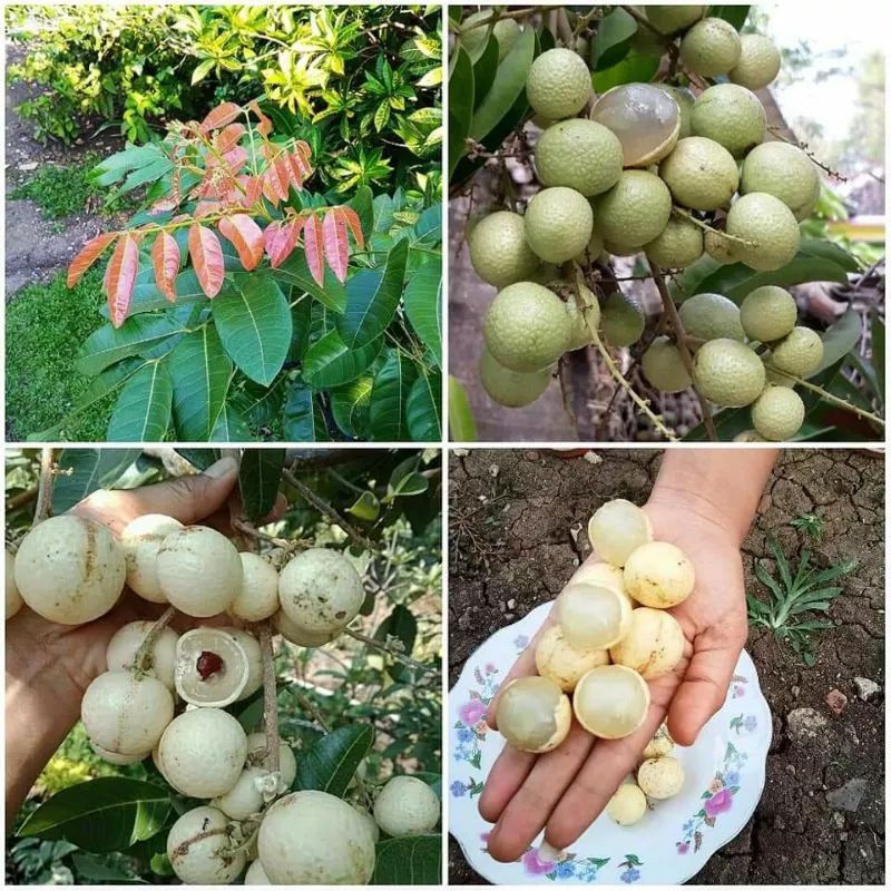 Bibit kelengkeng matalada super