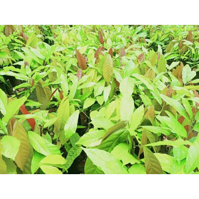 

kakao Sulawesi cepat berbuah hasil dari sambung pucuk