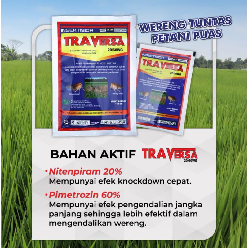 traversa obat pembasmi wereng
