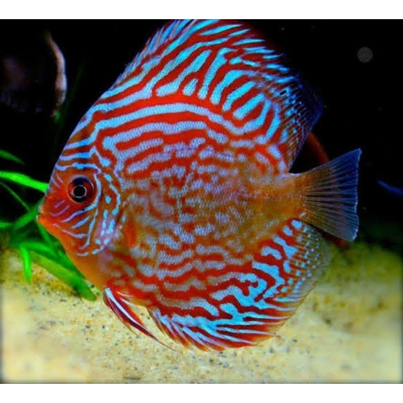 packing Styrofoam ikan discus turquoise
