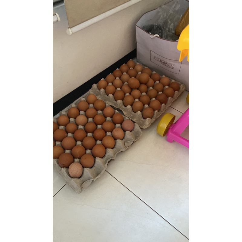 

Telur Horn - Premium Cap Anak Raja