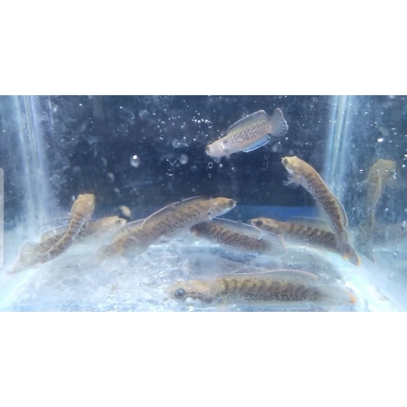 CHANNA STEWARTI 6-7cm