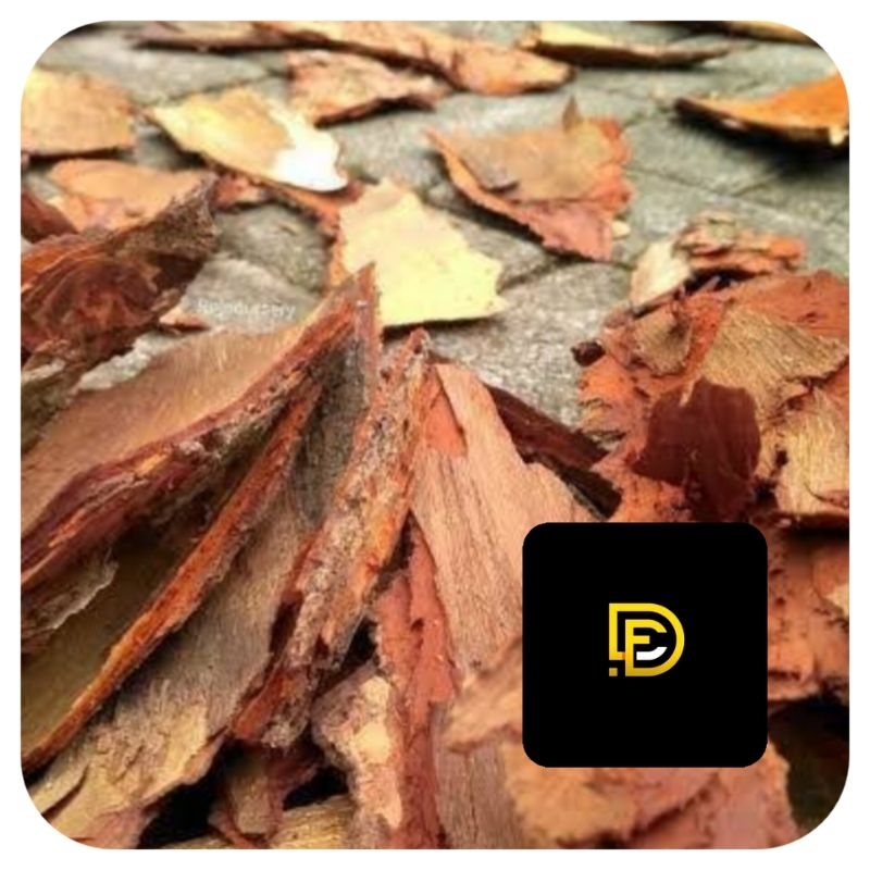 

Kulit mahoni kulit pohon mahoni segar 500 gram-az