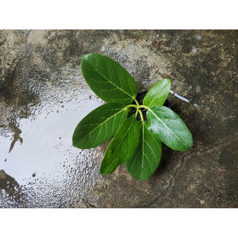 ficus audrey ekonomis