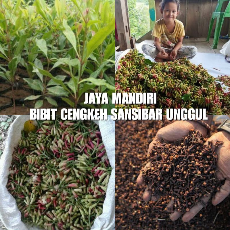 BIBIT CENGKEH SANSIBAR SUPER (CENGEH ZANZIBAR)