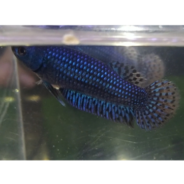 Cupang Alien Hybrid Blue Diamond Female Betina Indukan Full Egg Real Pict Koleksi Pribadi