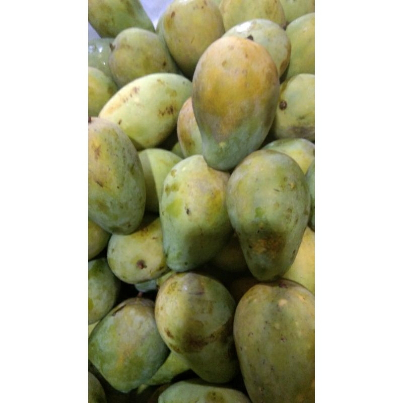 

Mangga harum manis / mangga manis _ 1 kg