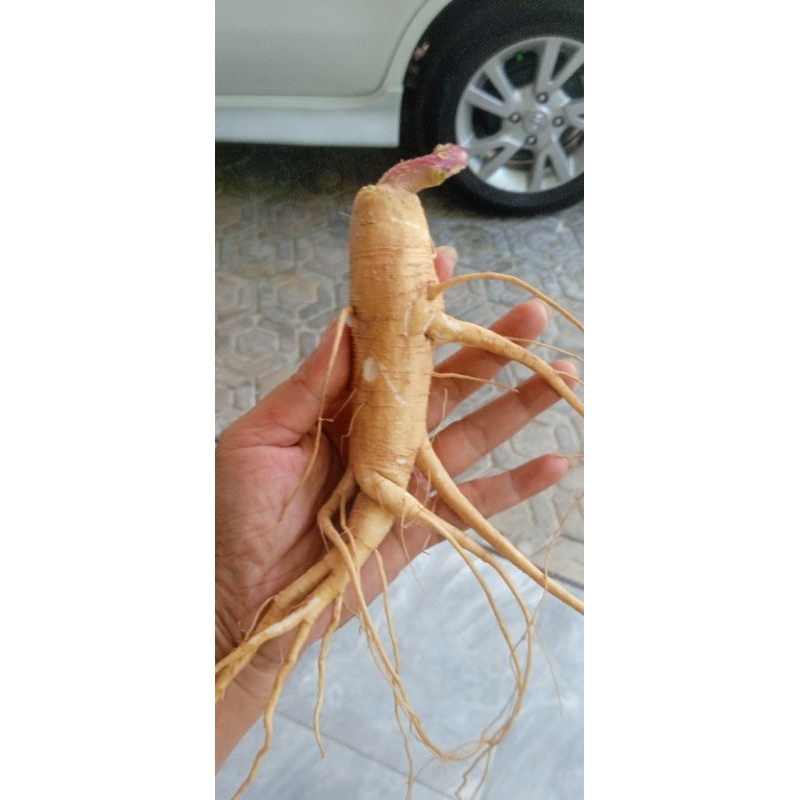 

Ginseng merah korea ori.