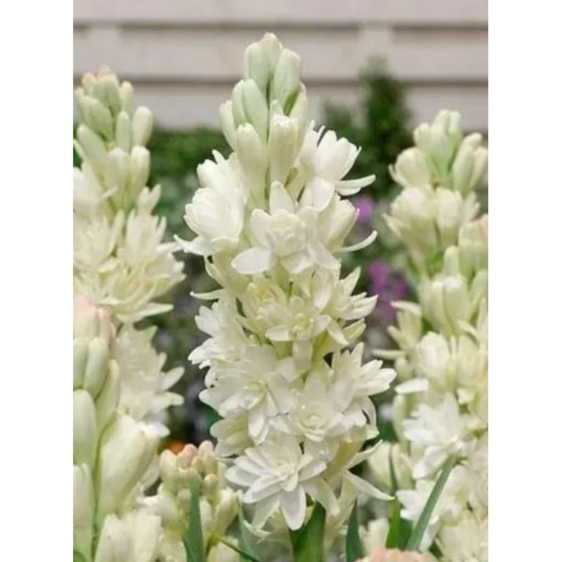 bibit tanaman sedap malam bunga wangi