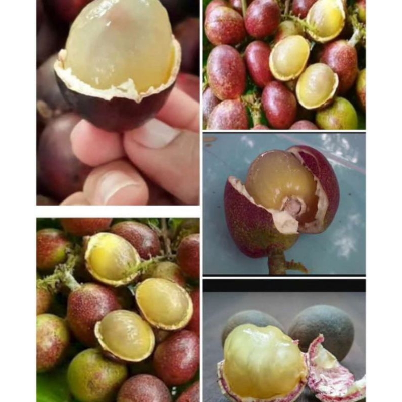 

BUAH MATOA FRESH 1KG