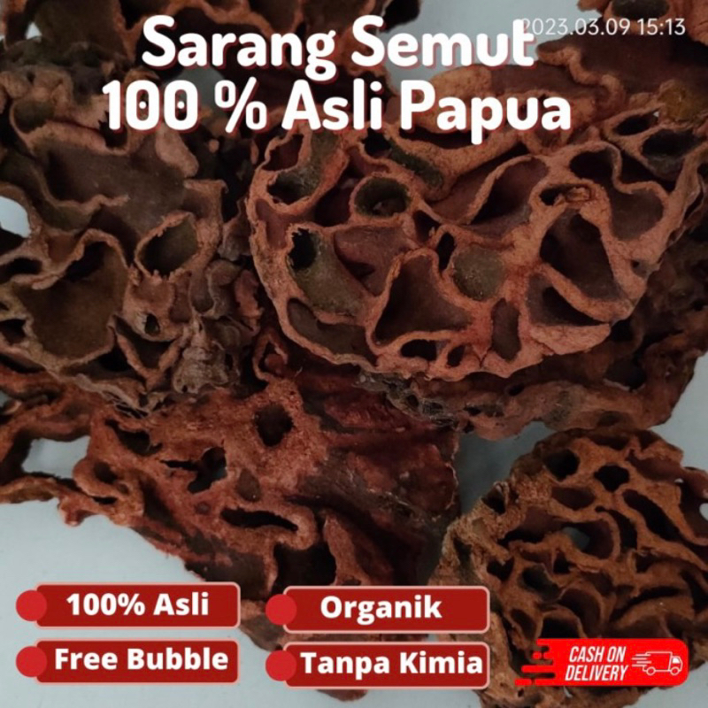 

sarang semut asli papua