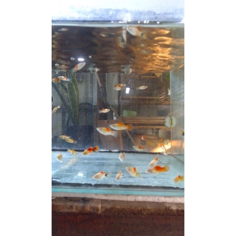 

platy caroline